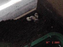 eggs