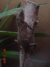 rusty gravid2