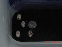 eggs