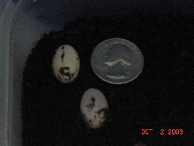 eggs2
