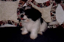 abby gail