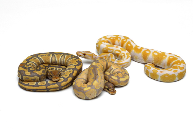 Banana group shot