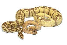 Caramel Glow and Banana