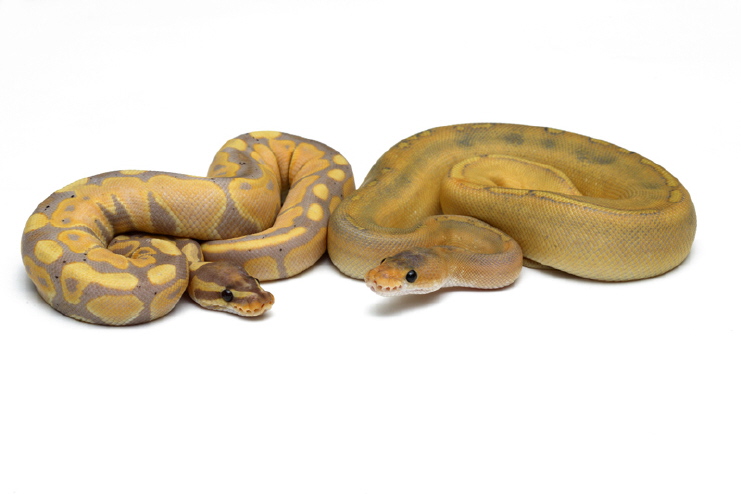 Banana and Mimosa