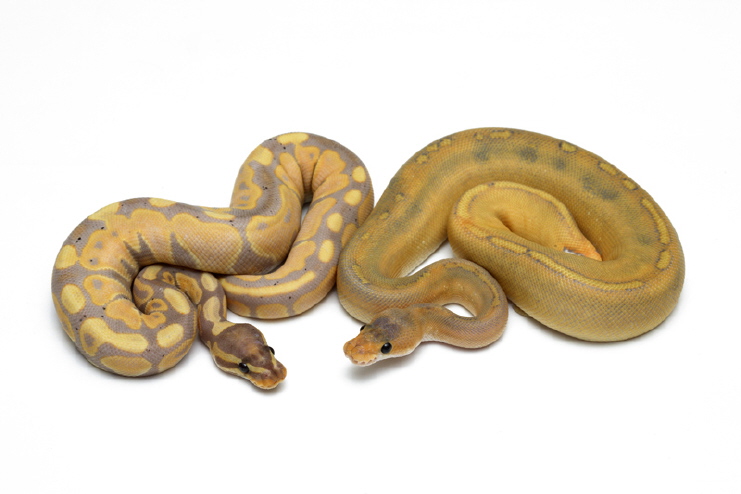Banana and Mimosa #2
