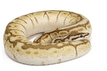 LesserSpider 2