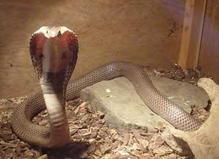 female monocled