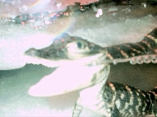 oliversmile