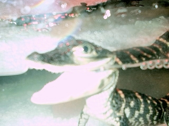 oliversmile