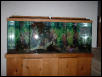 55 gal tropical