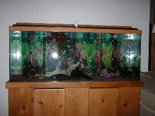 55 gal tropical