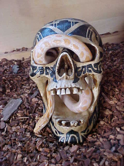 skull from vegas