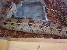 full  and just finished shedding