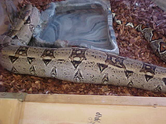 full  and just finished shedding