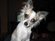 Bella - What IS That Thing?