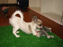 Bella Playtime!