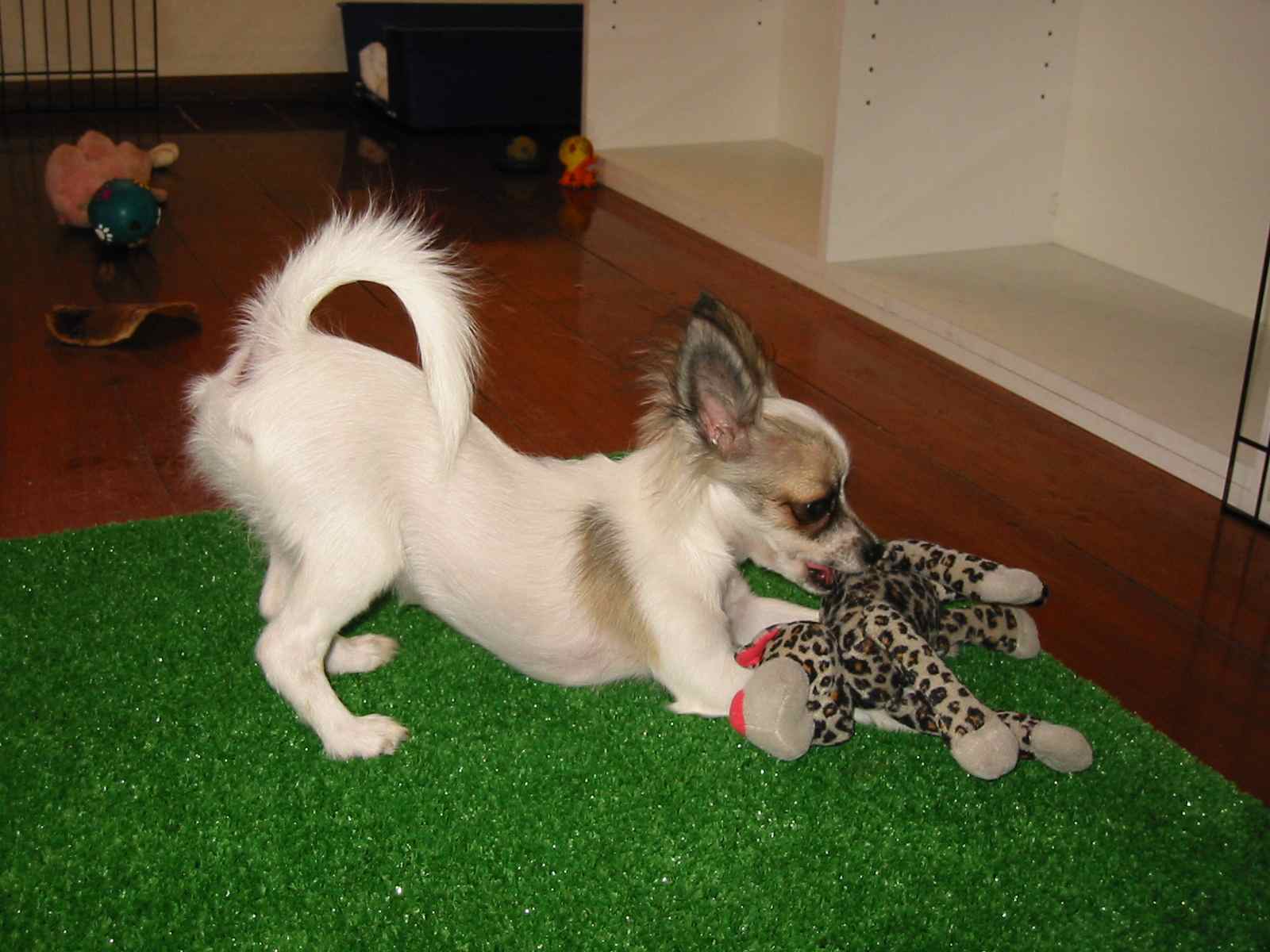 Bella Playtime!