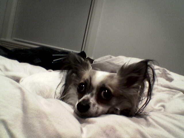 Bella - Butter Wouldn't Melt ...