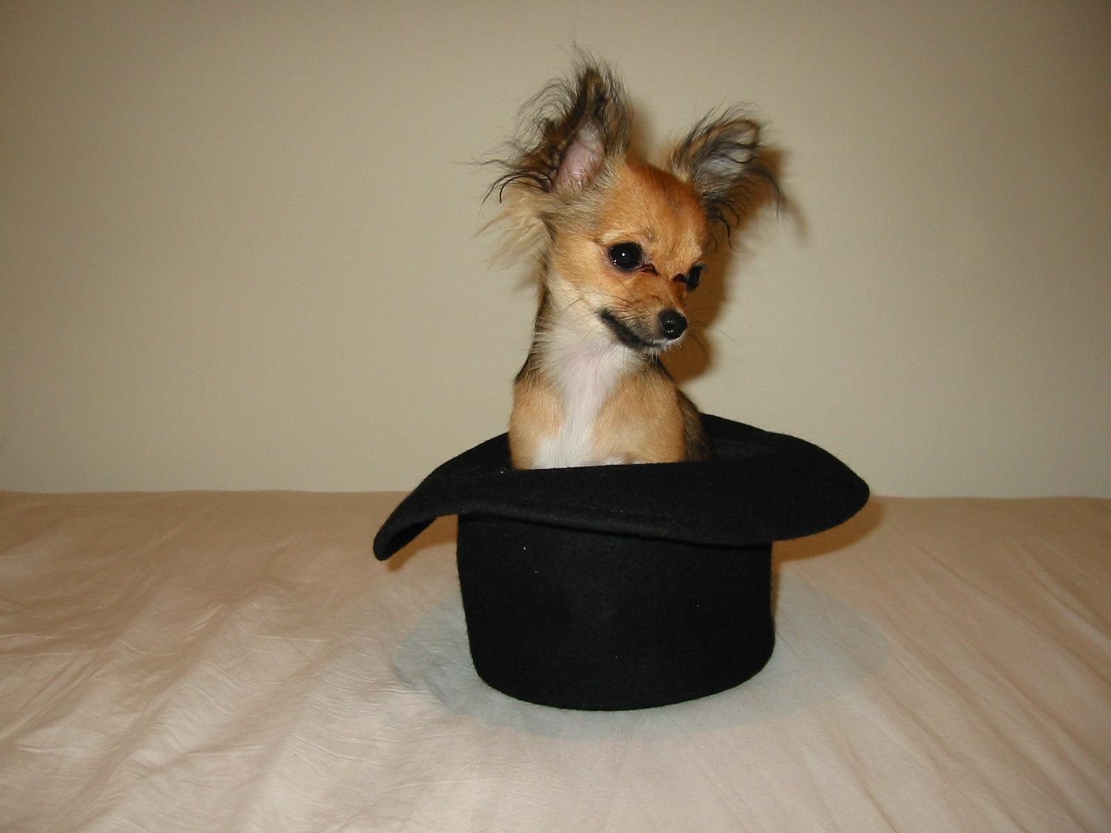 Angel in Hat