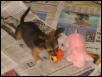 Angel with Pink Pig