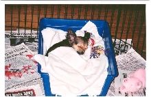 Sleeping