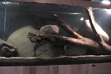 african river tank