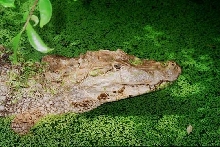 caiman