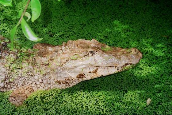 caiman