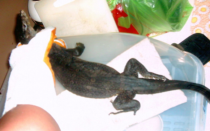 Melanistic Malayun Water monitor