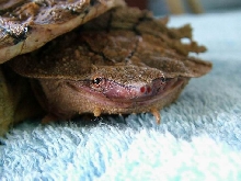 Mata Mata smile