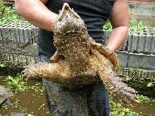 The big one