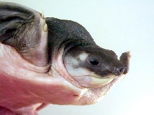 Pig nose