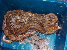 WC caligo reticulated python