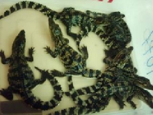 My baby Siamensis Croc.this year