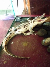 White Siamensis Croc.