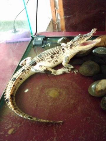White Siamensis Croc.