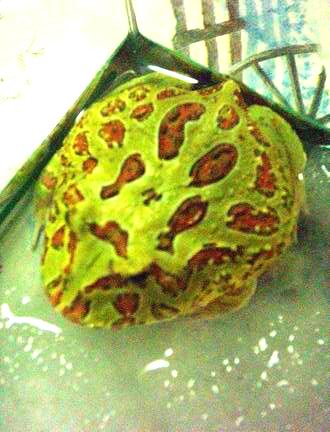 My frog