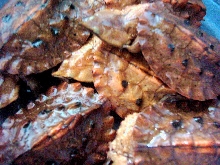 MaTa MaTa2