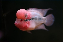 My 4" FlowerHorn