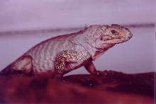 JEDD