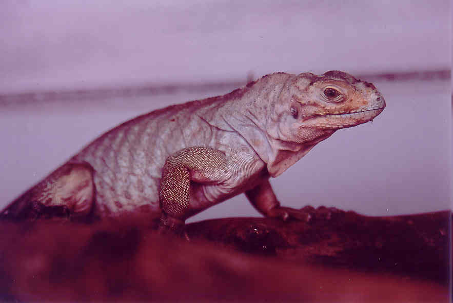 JEDD