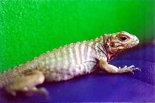 Female baby