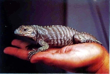 My captive bred Rhino