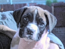 george at 7 weeks