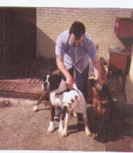 benn(brindle) & buster(white)