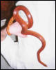 BLAZE- blood red corn