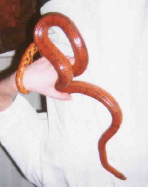 BLAZE- blood red corn