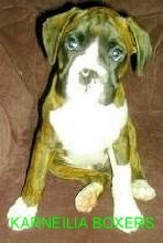 lloyd at 8 weeks