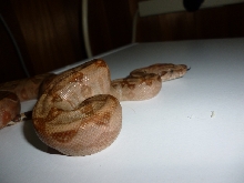 Burke line T-pos male 2011