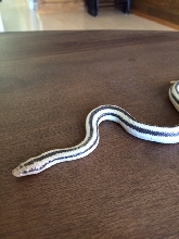 Magdalena male baby